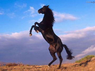 Wild Horse Wallpaper Background Image - Android / iPhone HD Wallpaper Background Download
